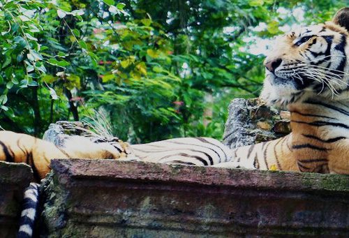 Safari Park Cisarua Bogor